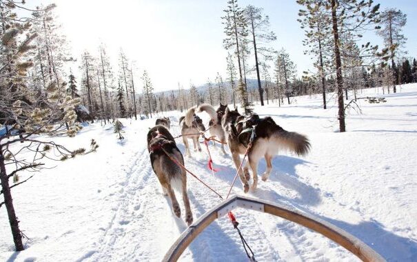 WINTERSPRING_Huskysafari_1-680x380